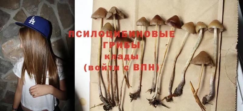 что такое   Мирный  Галлюциногенные грибы Psilocybine cubensis 